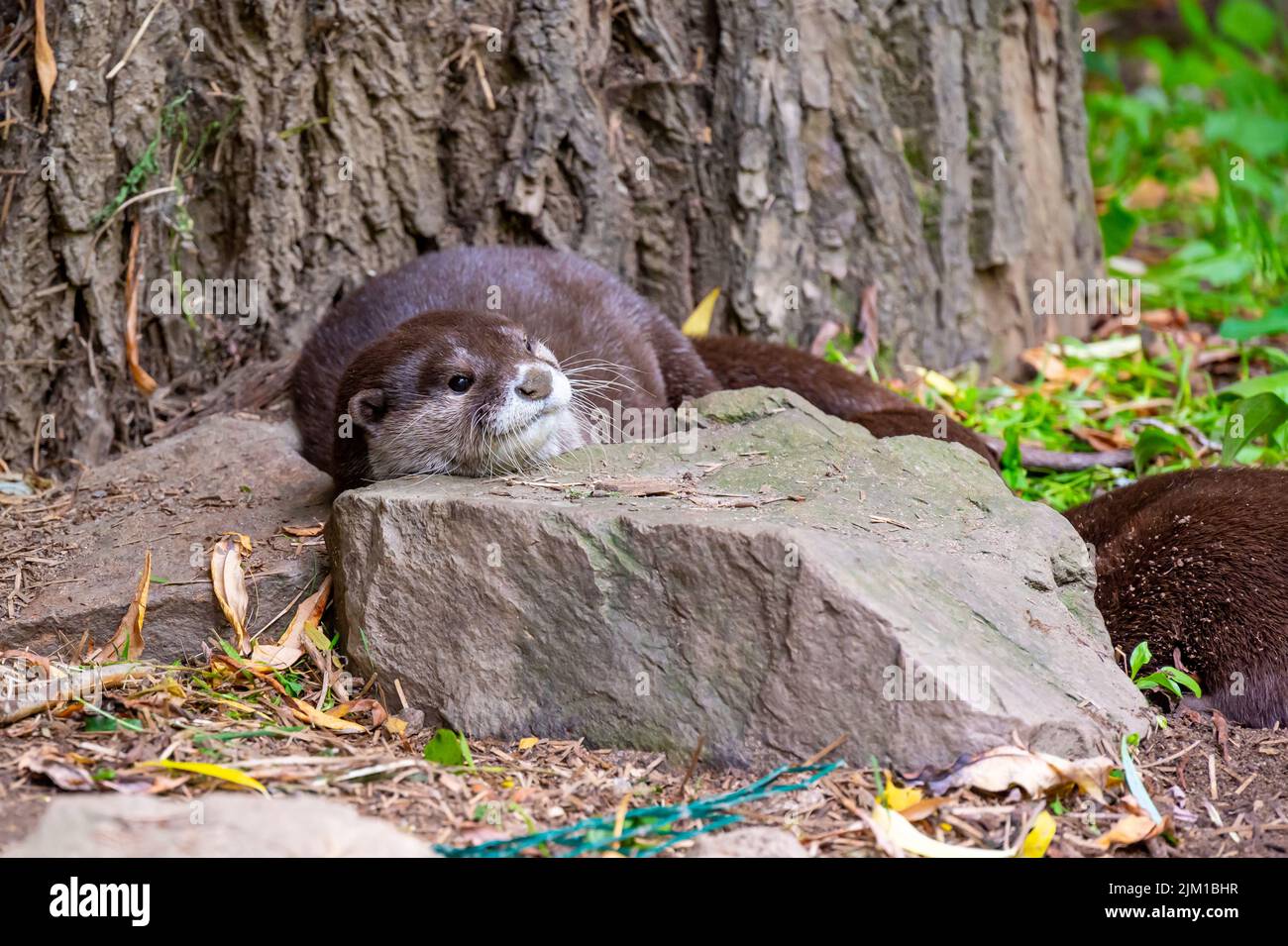 The otter (latin name Aonyx cinerea) relaxation on the ground Stock