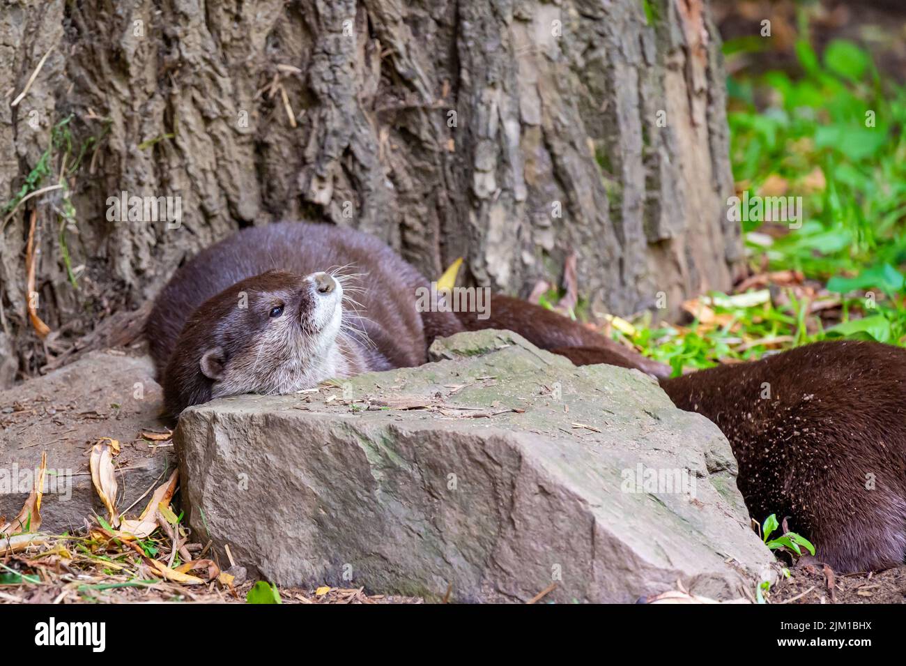 The otter (latin name Aonyx cinerea) relaxation on the ground Stock