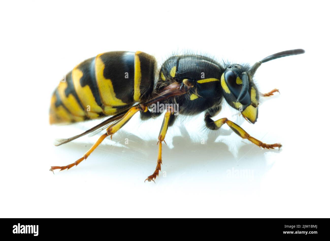 Closeup of an alive european on white background Stock Photo