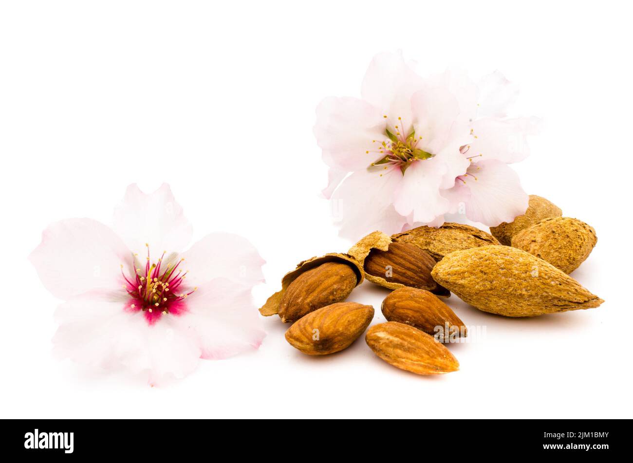 Almond flowers with nuts and nutshells on white background Stock Photo