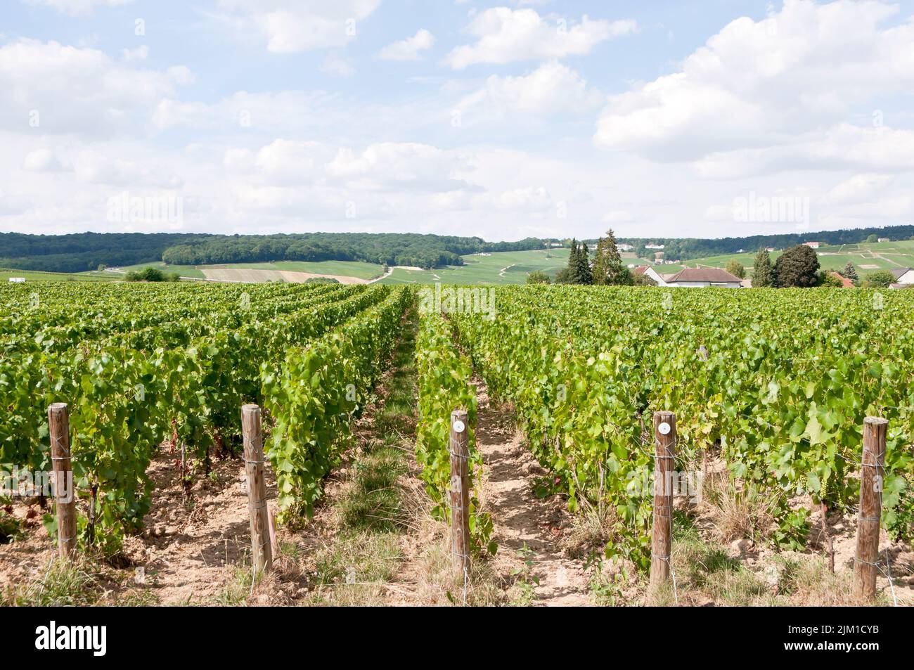 Champagne vineyards, Dizy, near Epernay, Marne, France Stock Photo