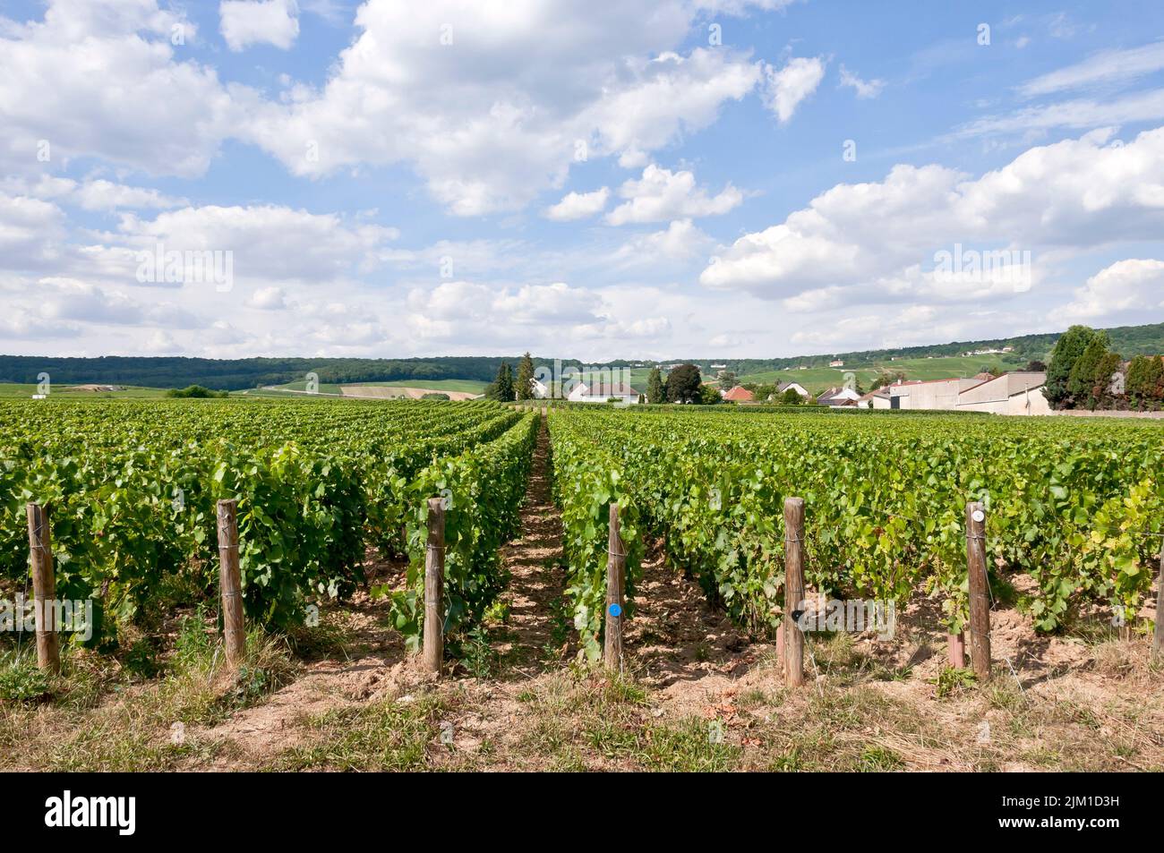 Champagne vineyards, Dizy, near Epernay, Marne, France Stock Photo