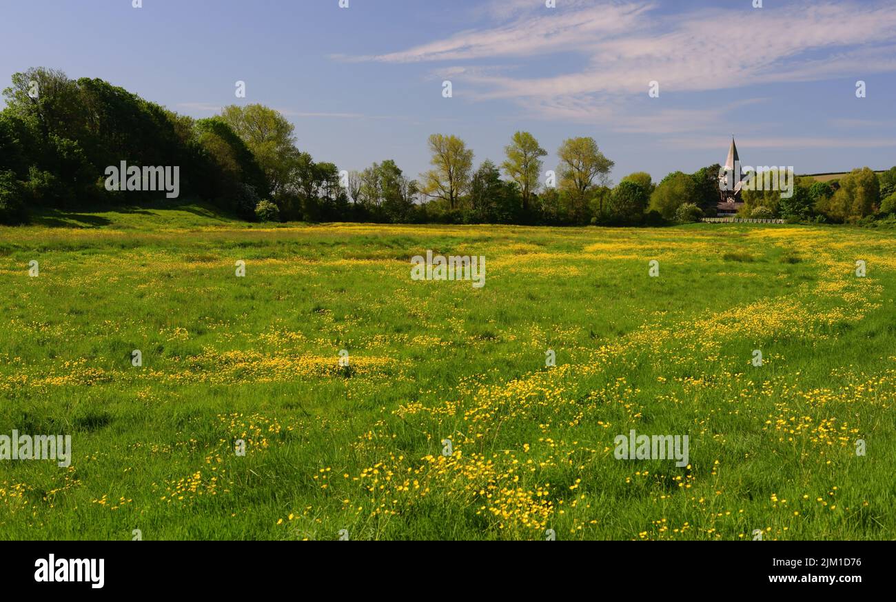 Buttercups in the Cuckmere river valley, and the spire of St Andrew's church, Alfriston, East Sussex. Stock Photo