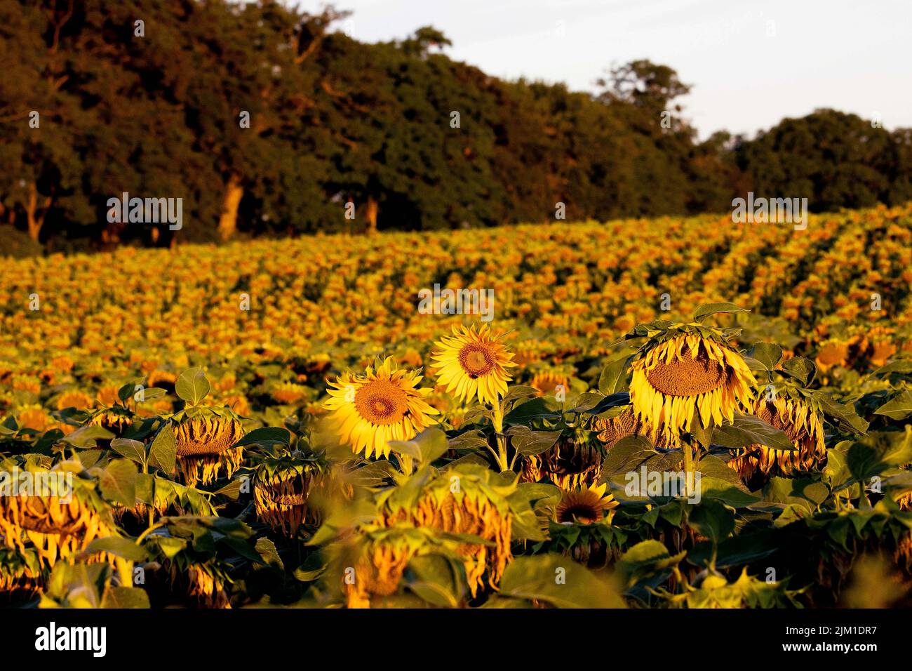 Strausberg, Germany. 04th Aug, 2022. Sunflowers bloom in a field. Of approximately 28,000 hectares of sunflower cultivation area in Germany, around 13,000 hectares are located in the state of Brandenburg. The concentration of the cultivation area, especially in eastern and southern Brandenburg, is based on the comparatively undemanding nature of sunflowers. Credit: Carsten Koall/dpa/Alamy Live News Stock Photo