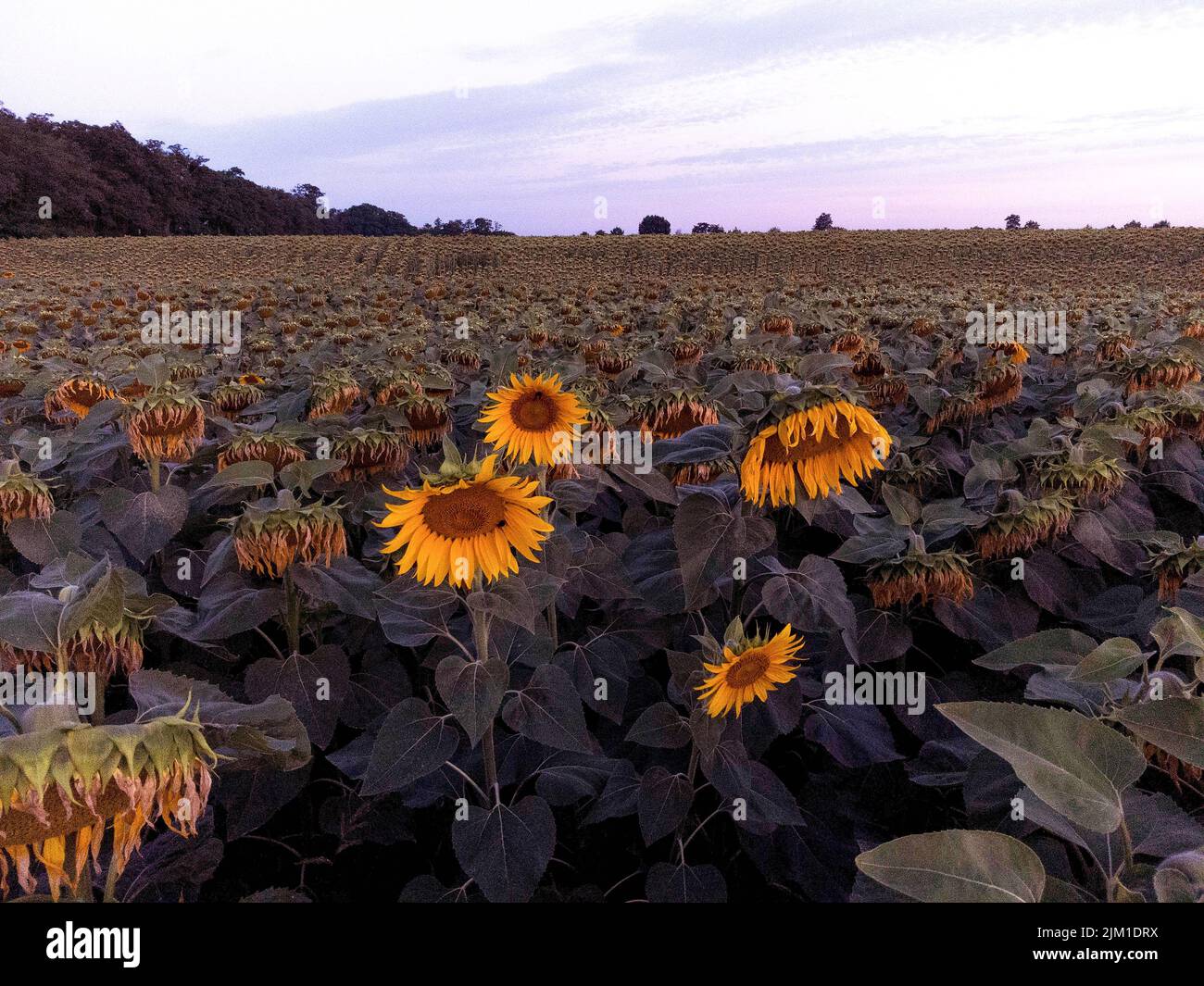 Strausberg, Germany. 04th Aug, 2022. Sunflowers bloom in a field. Of approximately 28,000 hectares of sunflower cultivation area in Germany, around 13,000 hectares are located in the state of Brandenburg. The concentration of the cultivation area, especially in eastern and southern Brandenburg, is based on the comparatively undemanding nature of sunflowers. Credit: Carsten Koall/dpa/Alamy Live News Stock Photo