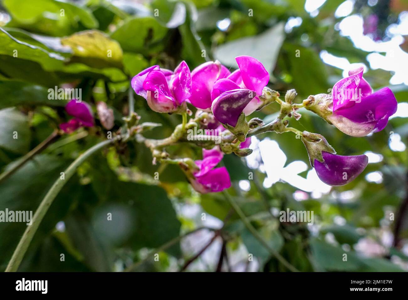 A close up shot of Cape sweet pea. Also know as Dipogon lignosus, the