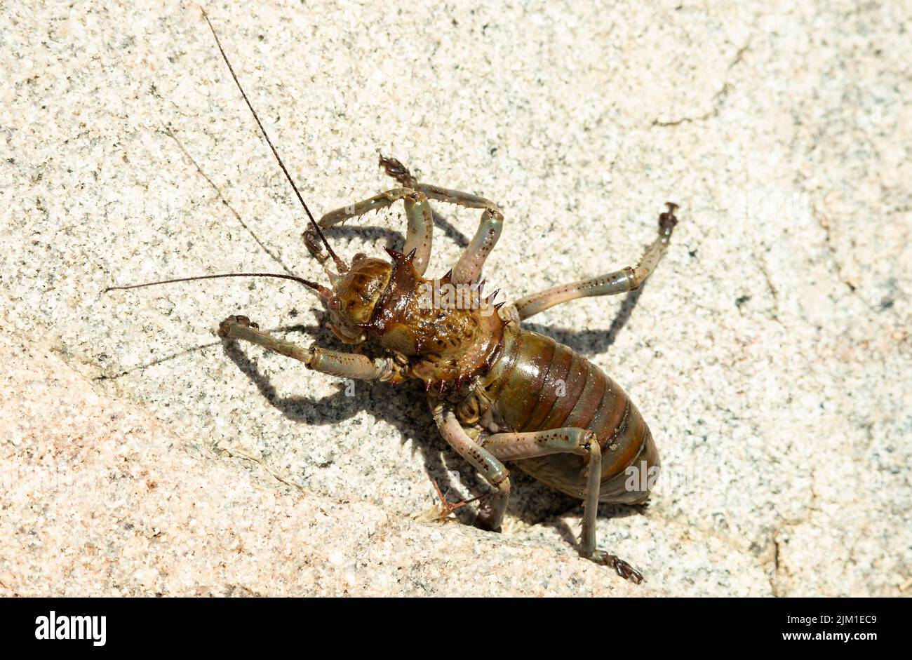 Despite a formidable appearance the Armoured Ground Cricket is a sluggish and harmless insect. Variable in colour they squirt blood from the thorax Stock Photo