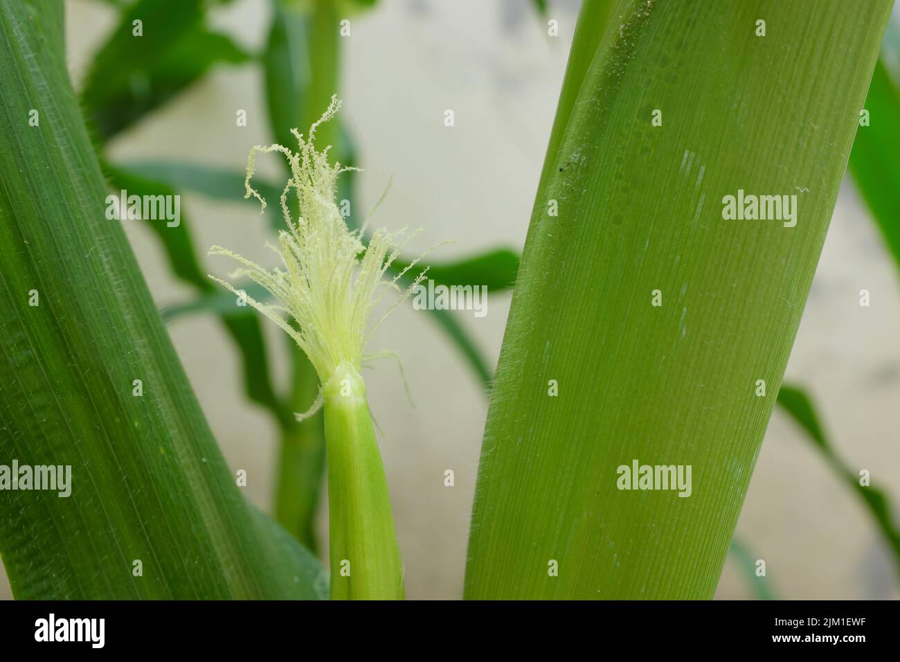 Selective focus of newly emerging corn silk. Silk emergence on corn