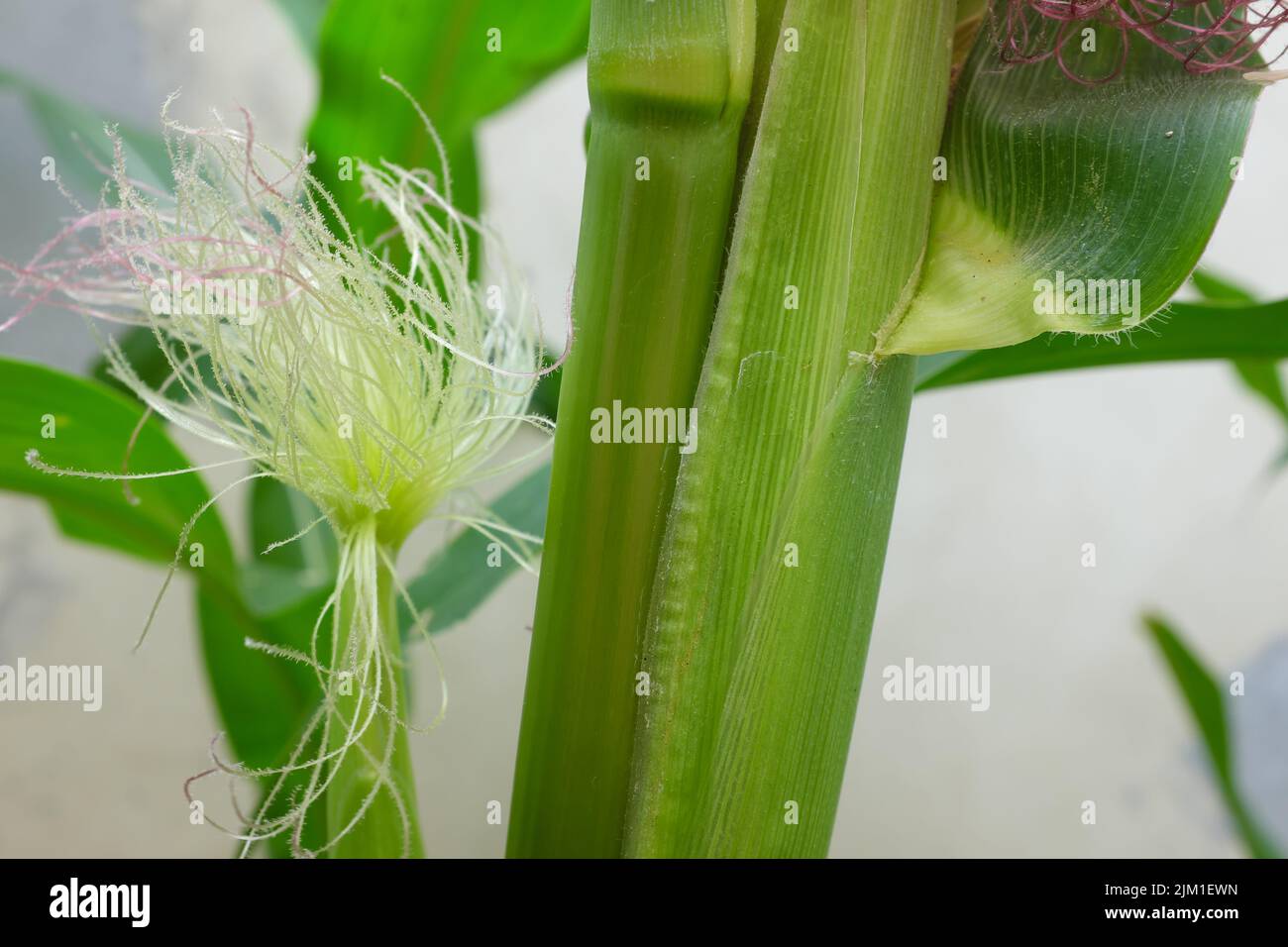 Selective focus of newly emerging corn silk. Silk emergence on corn