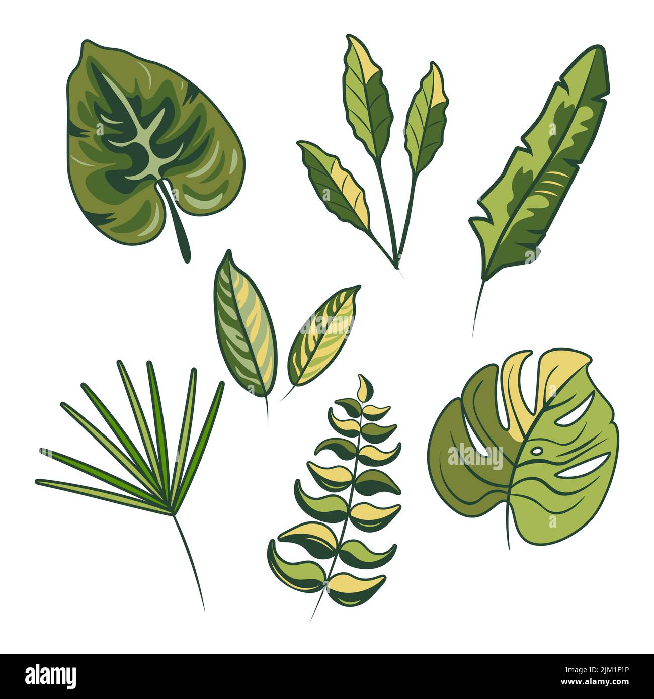Tropical leaves of palm tree. Isolated on white background Stock Vector ...