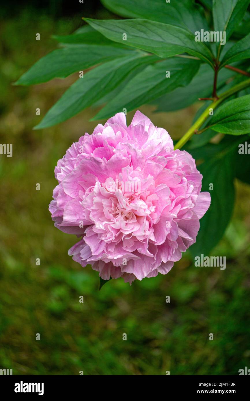 Beautiful double pink peony flowers in the garden Stock Photo - Alamy