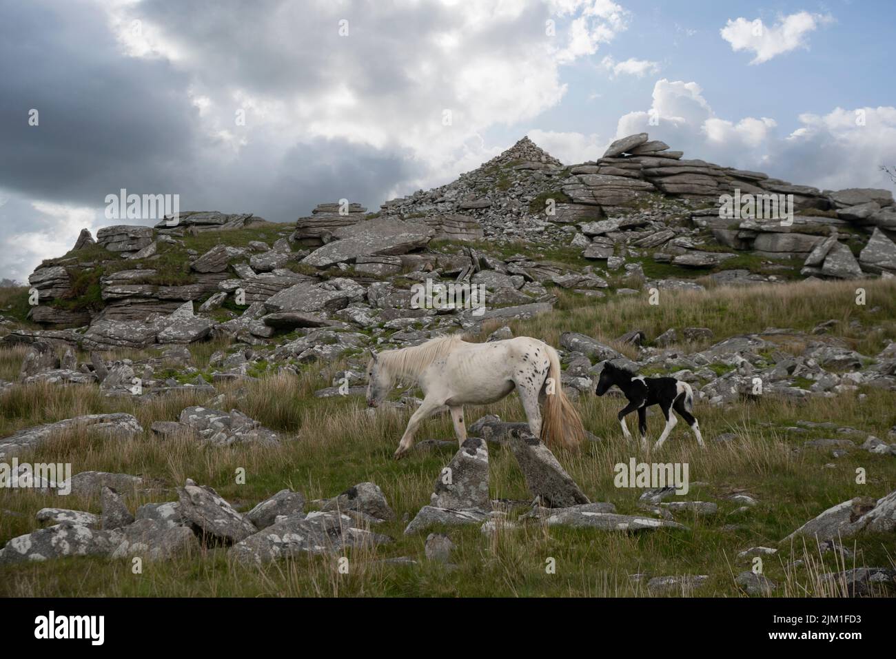 Ponies, Roughtor, Bodmin Moor, Cornwall Stock Photo