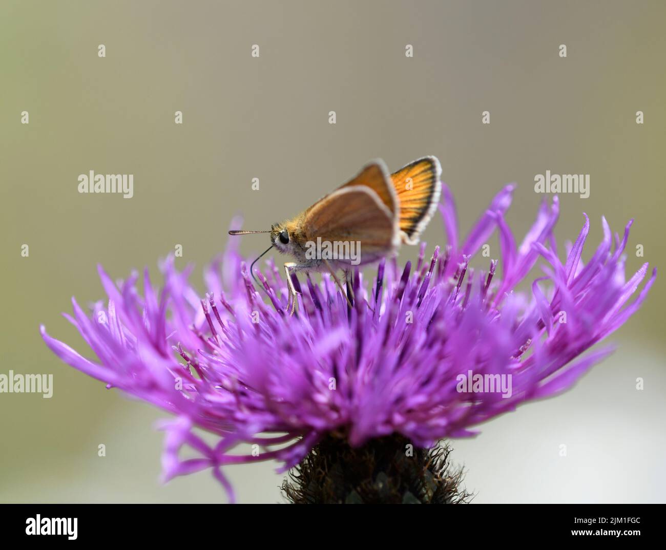 Small Skipper butterfly: Thymelicus sylvestris. Stock Photo