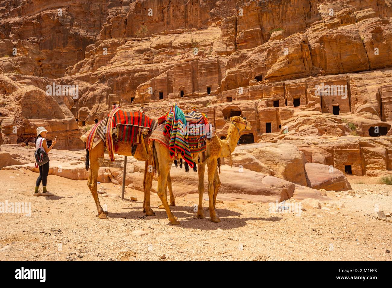 Camels in The Street of Fascades in Petra Jordan Stock Photo