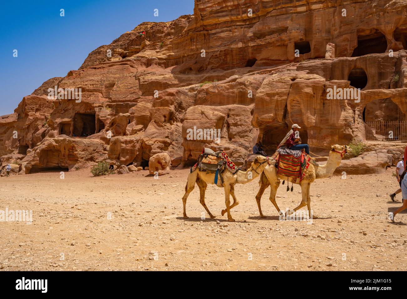 Camels in The Street of Fascades in Petra Jordan Stock Photo