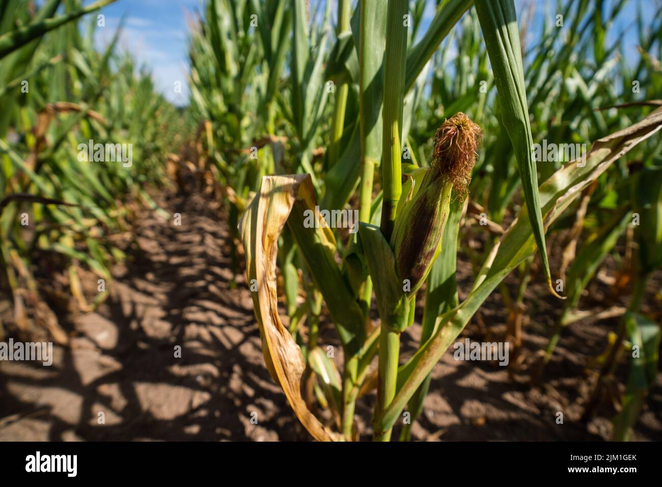 Corn Field Problem Ebing, Germany. 04th Aug, 2022. The sun shines on a cornfield. The ...