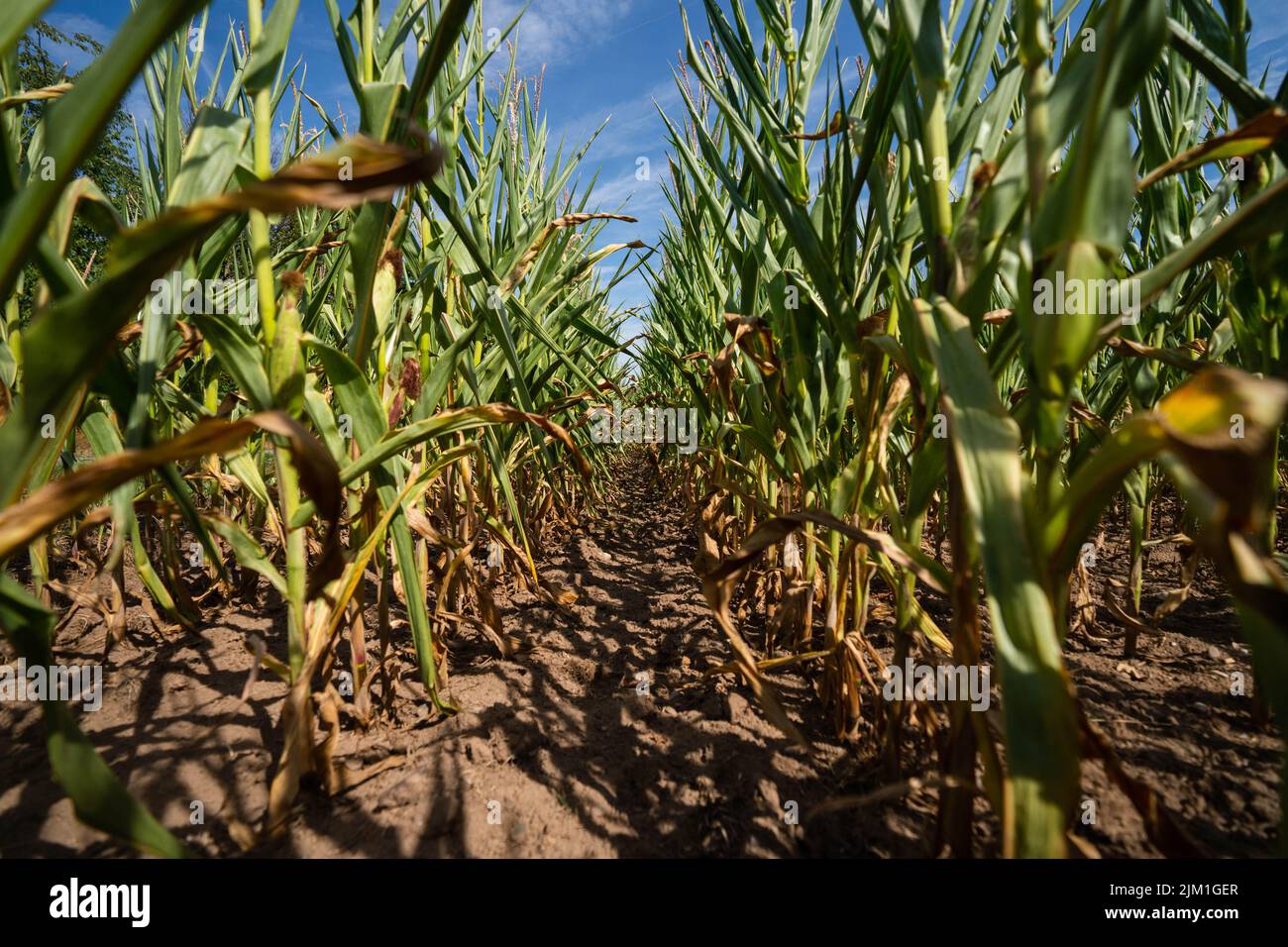 Corn Field Problem Ebing, Germany. 04th Aug, 2022. The sun shines on a cornfield. The ...