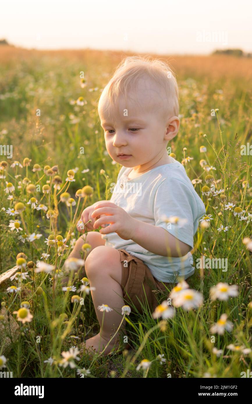 A little blond boy is sitting in the grass in a chamomile field. The concept of walking in nature, freedom and an environmentally friendly lifestyle. Stock Photo