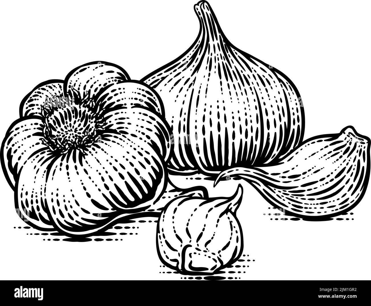 Garlic Vegetable Vintage Woodcut Illustration Stock Vector