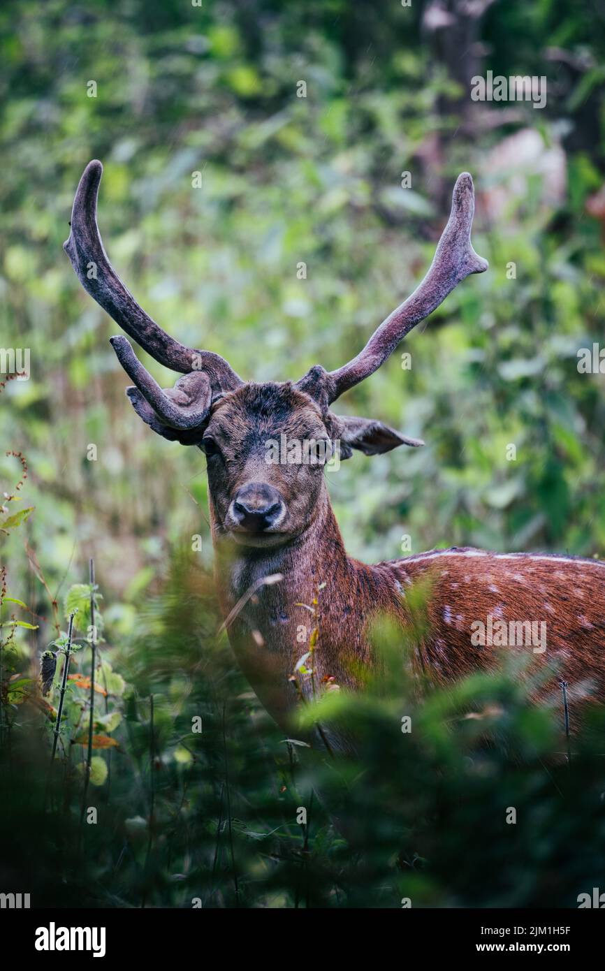 UK Deer Stock Photo