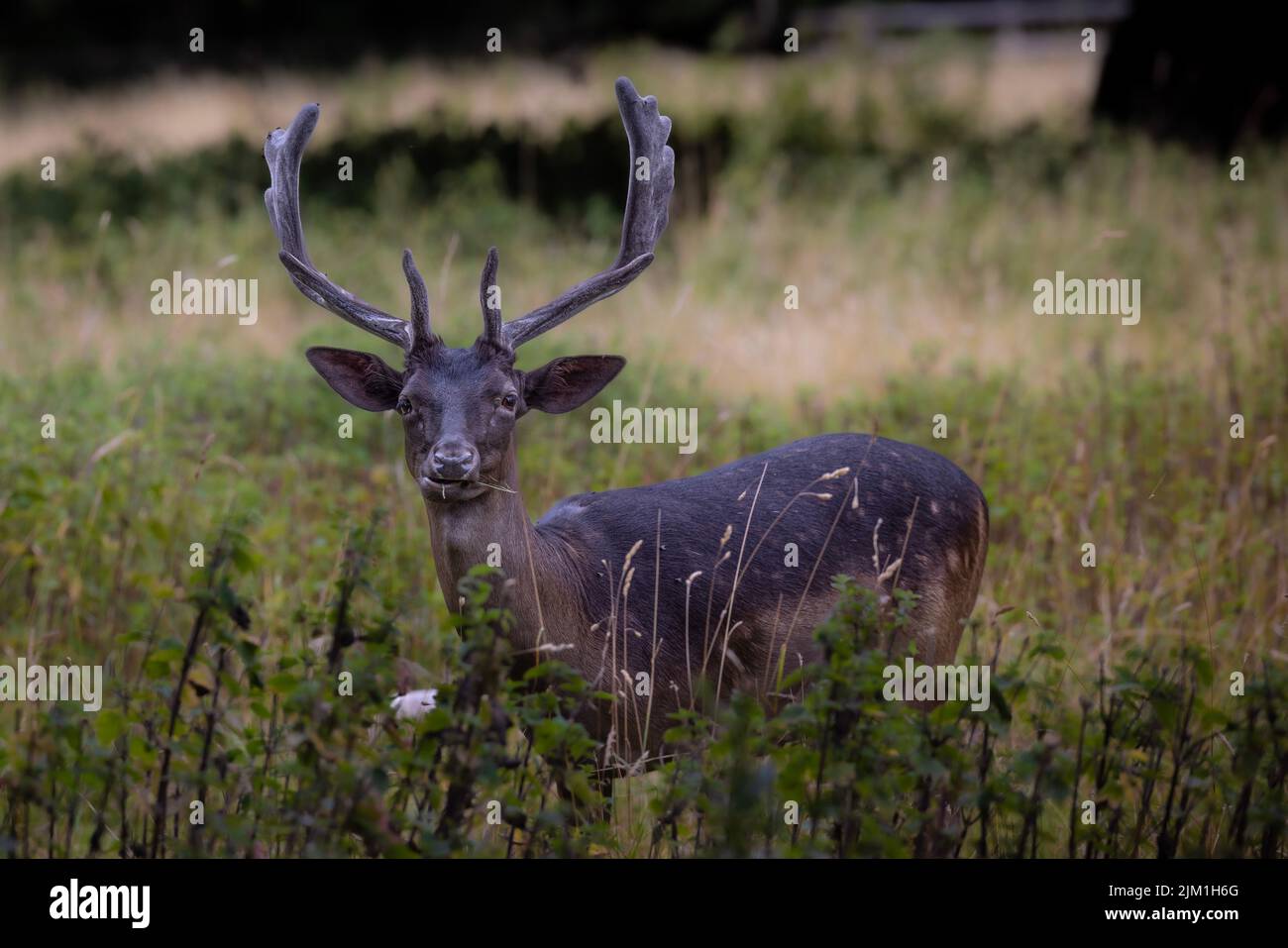 UK Deer Stock Photo