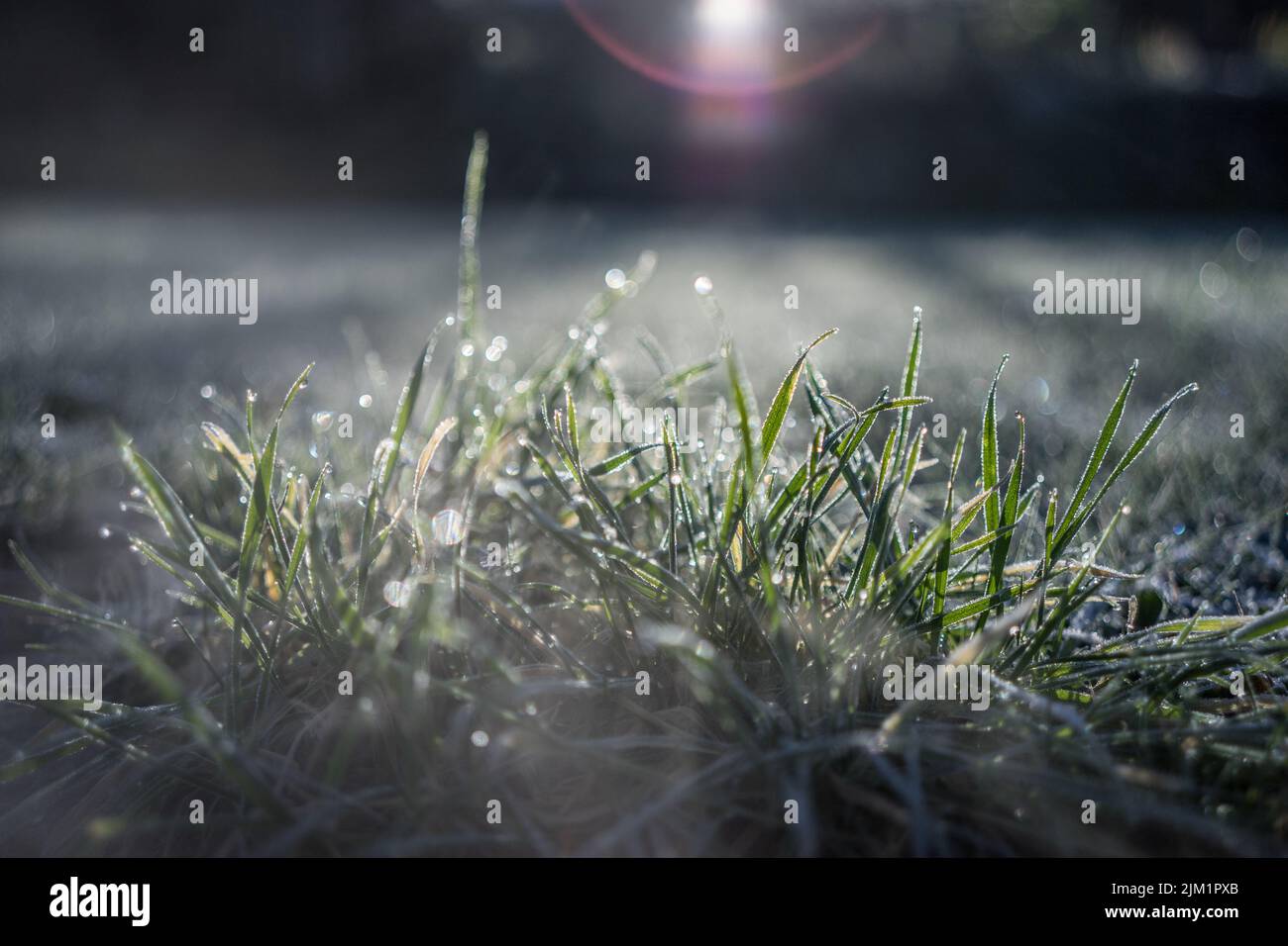 Macro dew on grass in morning mist Stock Photo