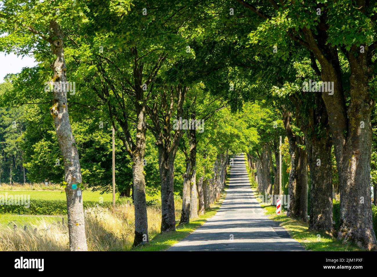 Deutschland, NRW, Kreis Düren, Gemeinde Hürtgenwald, Raffelsbrand, Baumallee Stock Photo