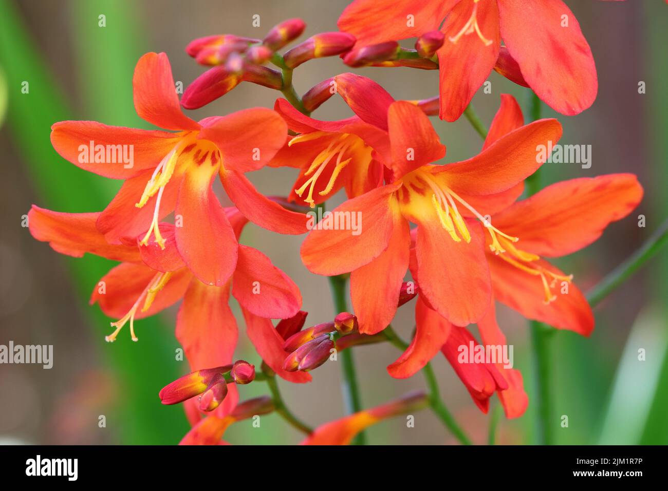 close-up of beautiful red-orange Crocosmia flowers against a blurry background Stock Photo