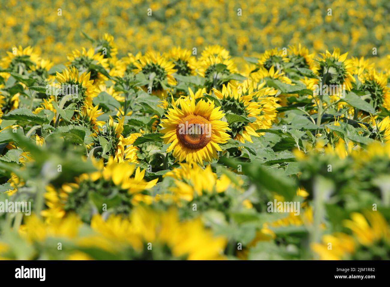 Photograph of a blooming sunflower field, selective flocus Stock Photo