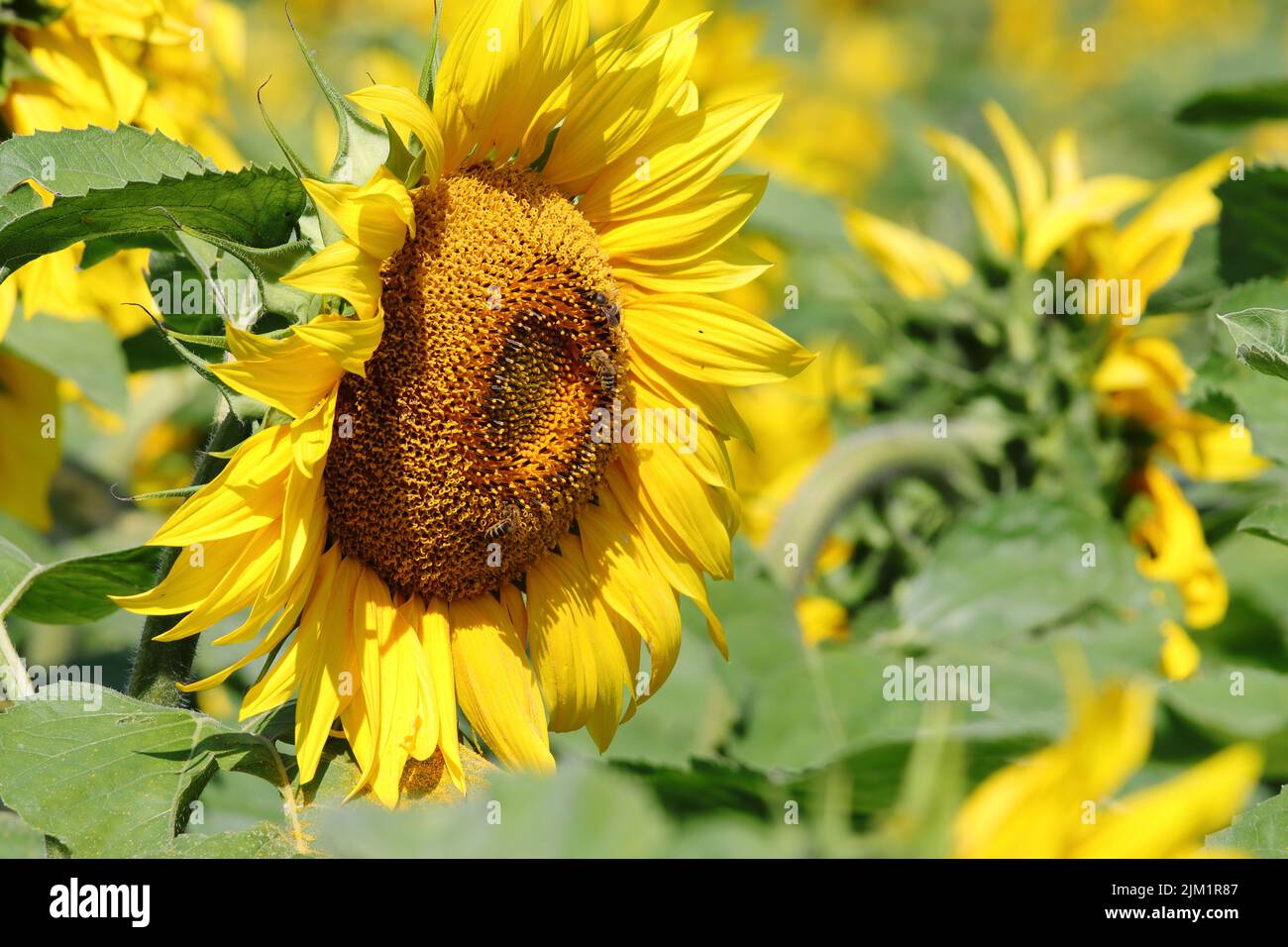 a sunlit helianthus annuus flower in a sunflower field, side view Stock Photo