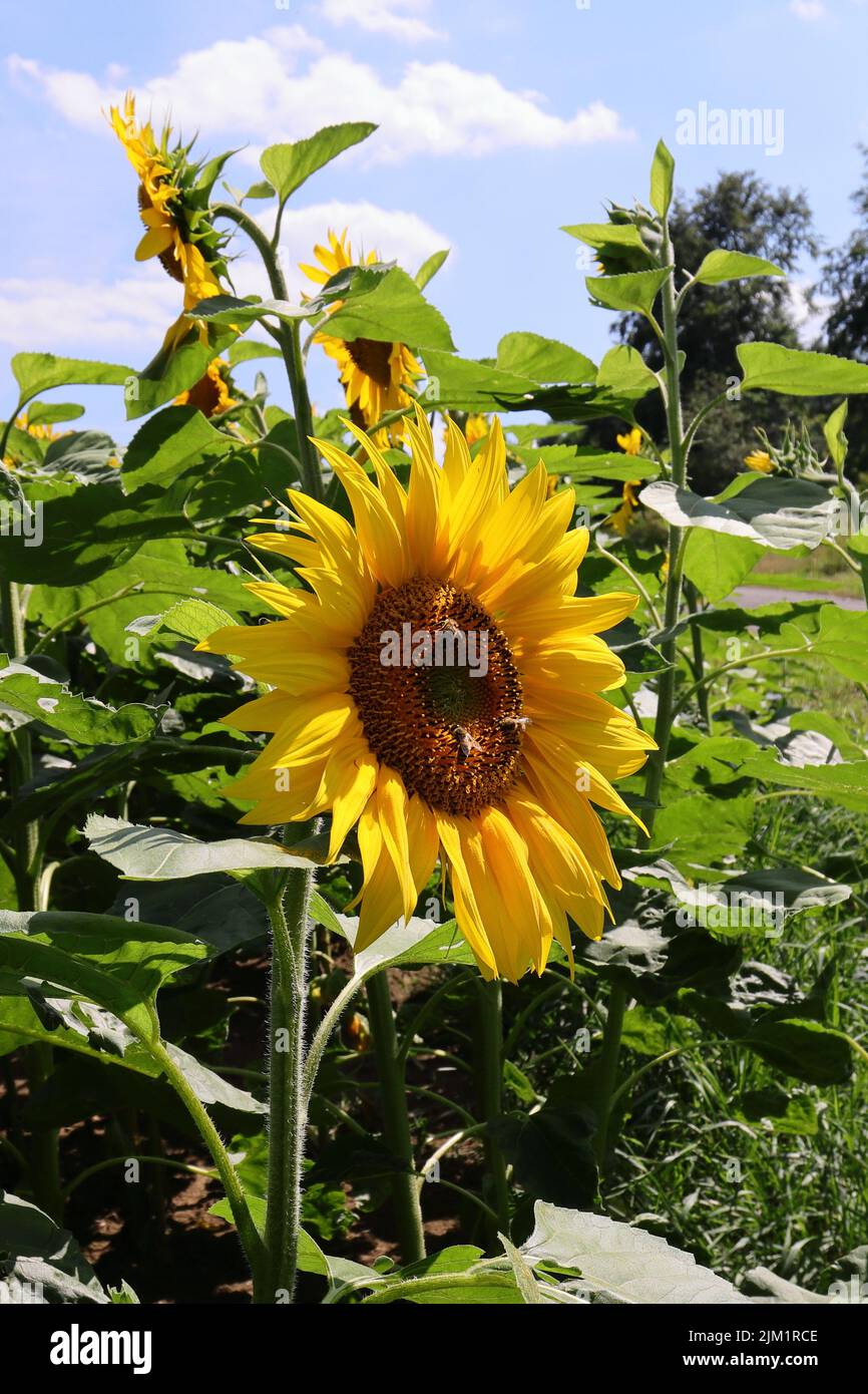 shot of a sunlit helianthus annuus flower against a natural background Stock Photo