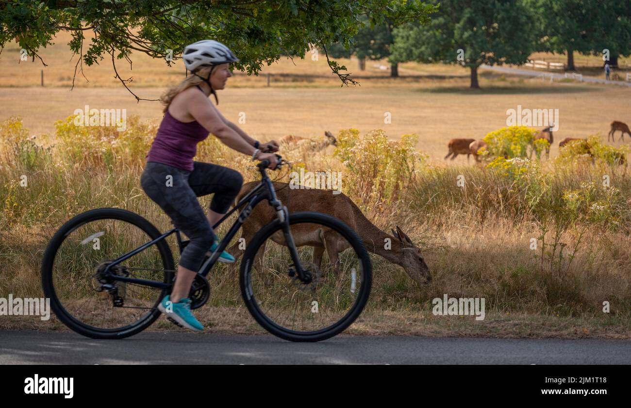 Richmond Park, London, UK. 4 August 2022. Woman cyclist passes close to a Red Deer. Drought conditions continue around London and the South East of England. Grassland in Richmond Park is straw-like after weeks without rain and having endured temperatures of 40 degrees. Hot weather with no rain forecast is currently due to continue in the region till mid August. Credit: Malcolm Park/Alamy Live News Stock Photo
