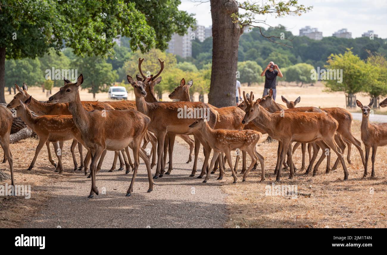 Richmond Park, London, UK. 4 August 2022. Drought conditions continue around London and the South East of England. Grassland in Richmond Park is straw-like after weeks without rain and having endured temperatures of 40 degrees. Hot weather with no rain forecast is currently due to continue in the region till mid August. Credit: Malcolm Park/Alamy Live News Stock Photo