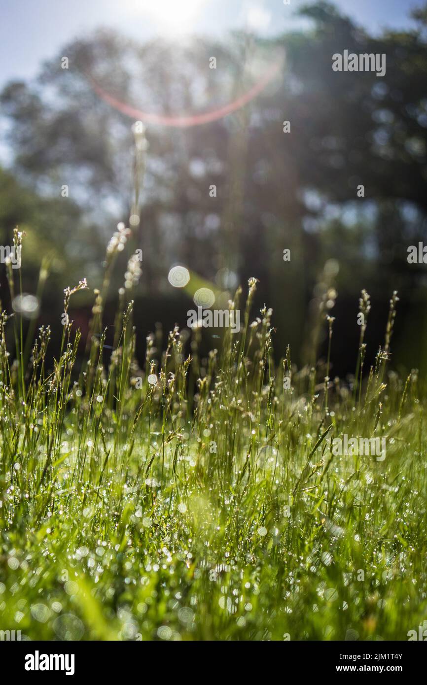 Overgrown grass in field Stock Photo