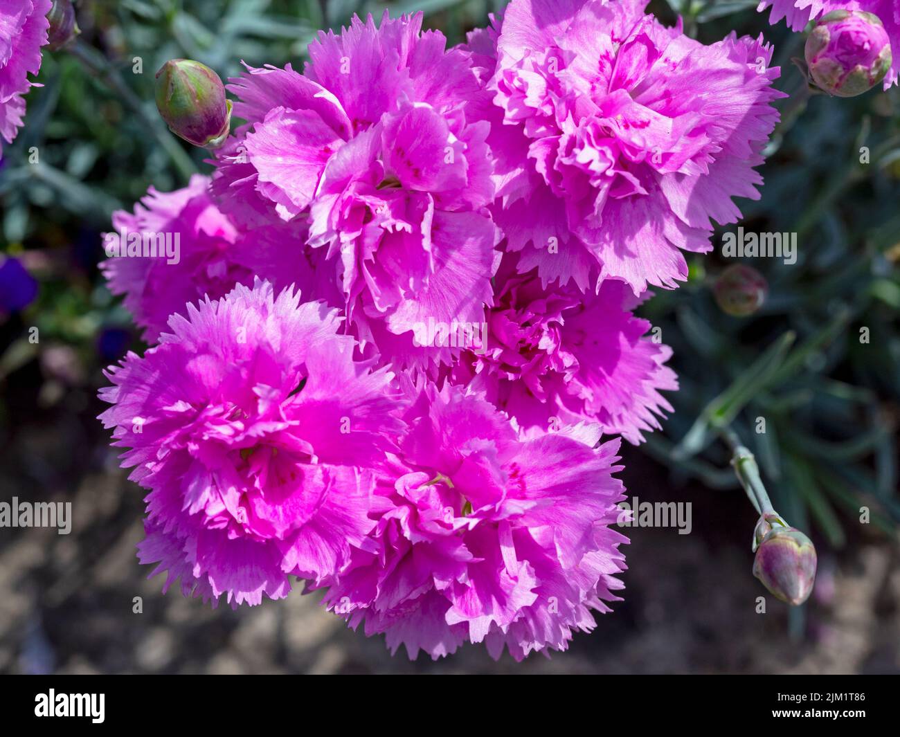 Closeup of pretty pink carnation flowers in a garden Stock Photo