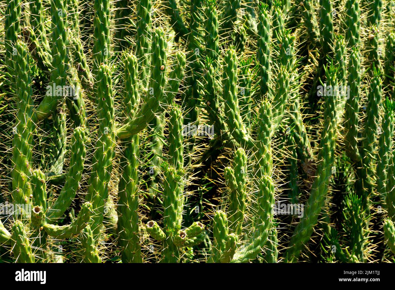 Large wild cactus Austrocylindropuntia subulata exaltata with many branches and with bright spines against the light. Horizontal image Stock Photo