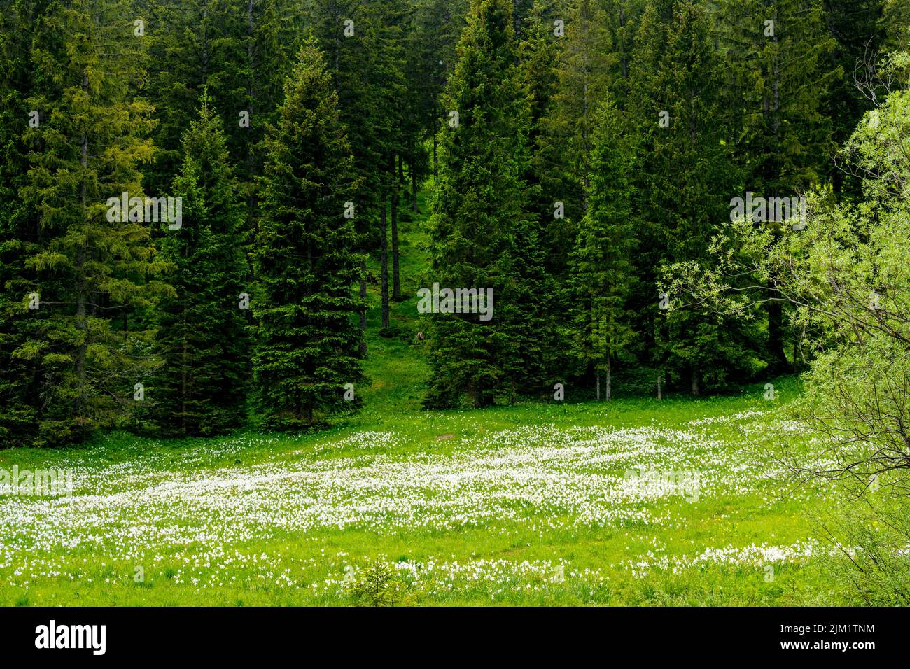 Österreich, Niederösterreich, Narzissenblüte (Narcissus radiiflorus) beim Krumbachsattel an der L 101 zwischen Gscheid und Ulreichsberg Stock Photo