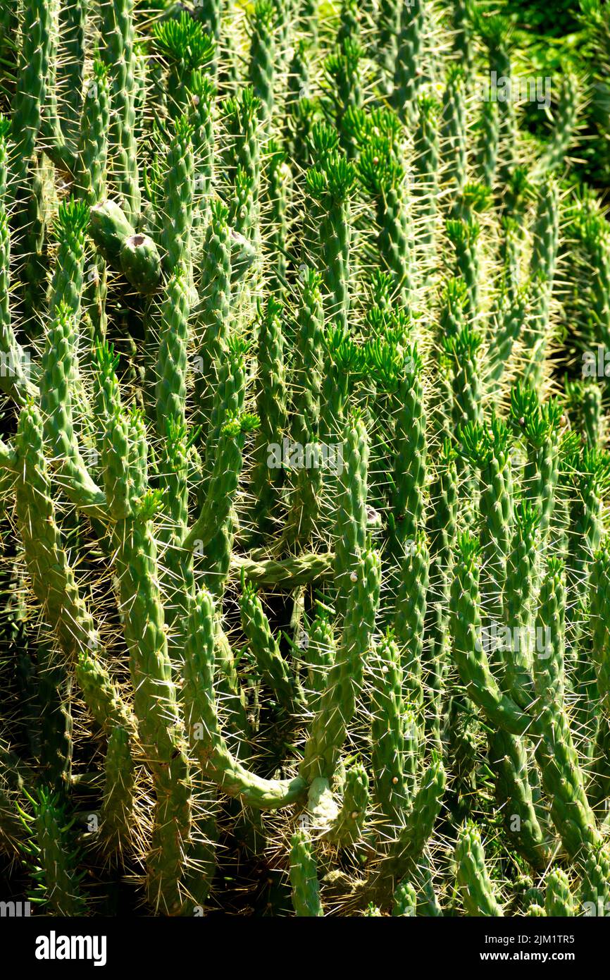 Large wild cactus Austrocylindropuntia subulata exaltata with many branches and with bright spines against the light. Vertical image Stock Photo