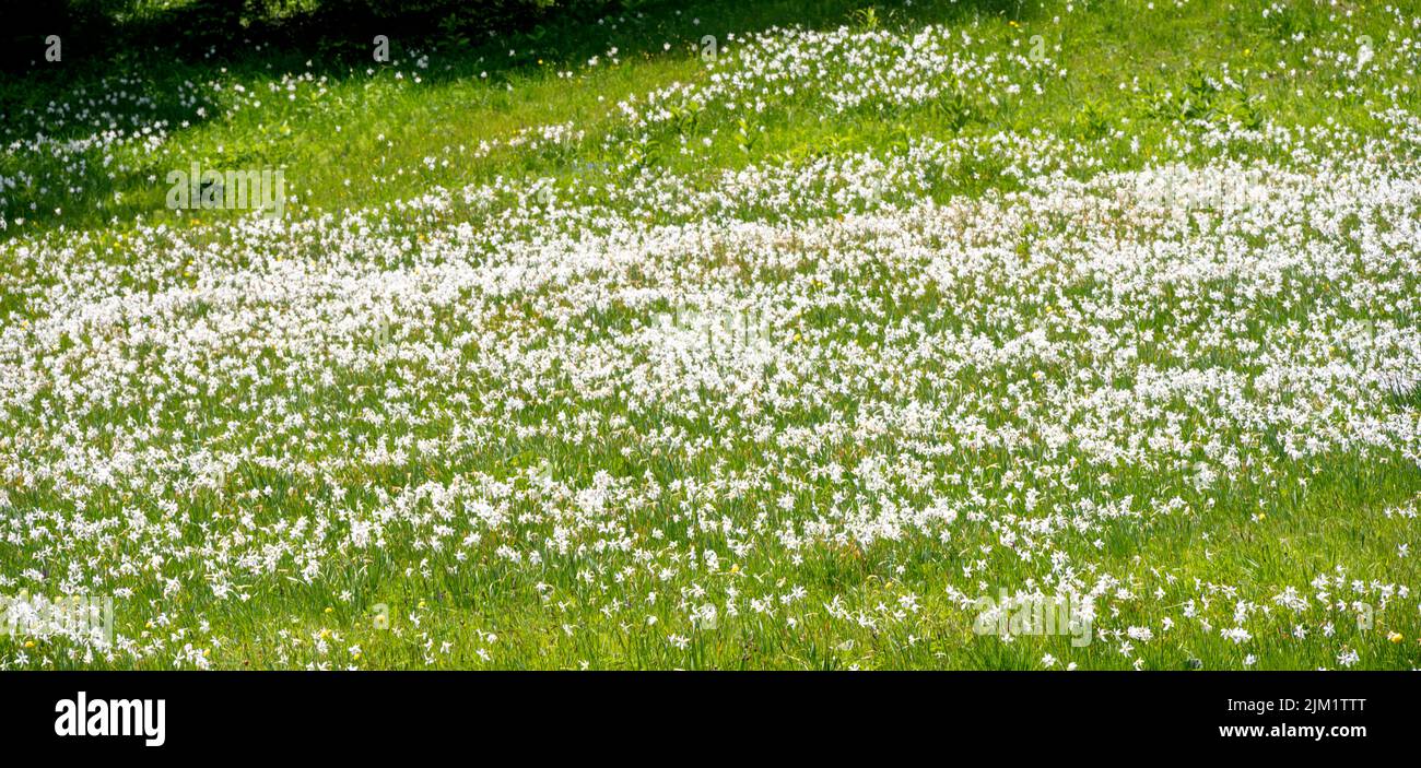 Österreich, Niederösterreich, Narzissenblüte (Narcissus radiiflorus) beim Krumbachsattel an der L 101 zwischen Gscheid und Ulreichsberg Stock Photo