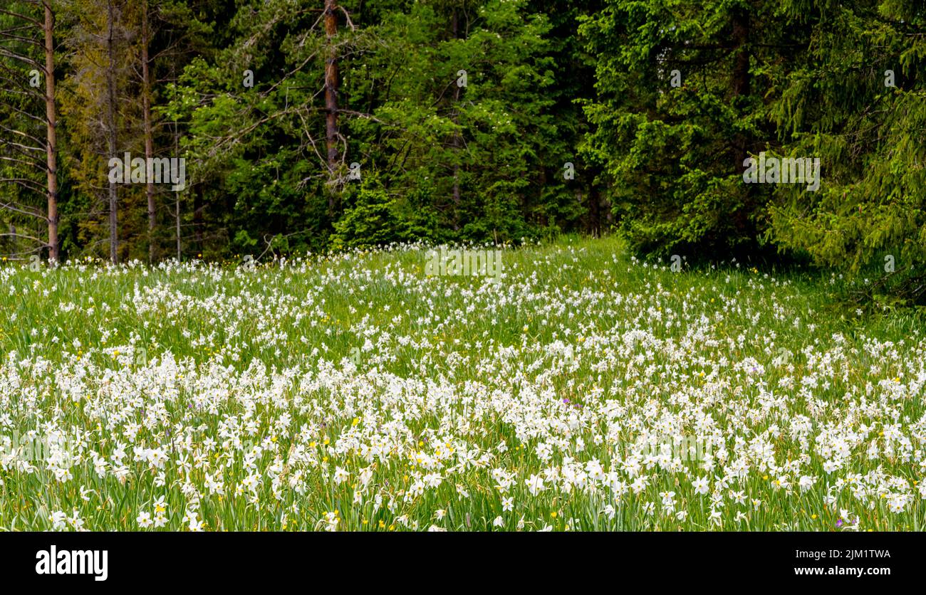 Österreich, Niederösterreich, Narzissenblüte (Narcissus radiiflorus) beim Krumbachsattel an der L 101 zwischen Gscheid und Ulreichsberg Stock Photo