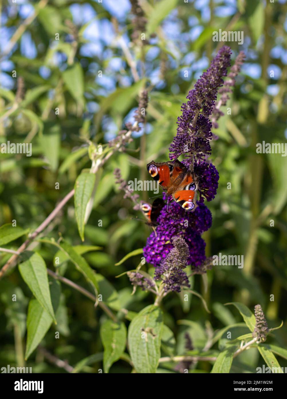 Schmetterlinge und Hummeln Stock Photo