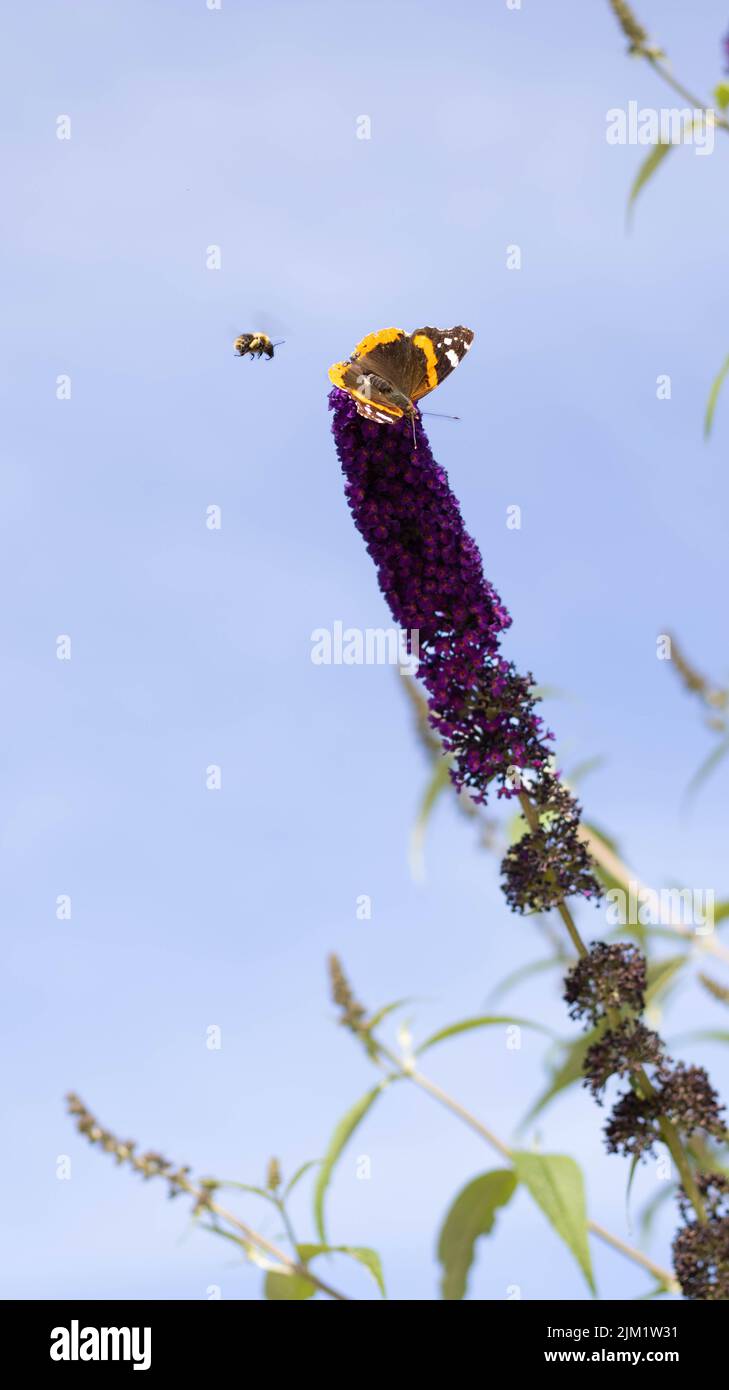 Schmetterlinge und Hummeln Stock Photo