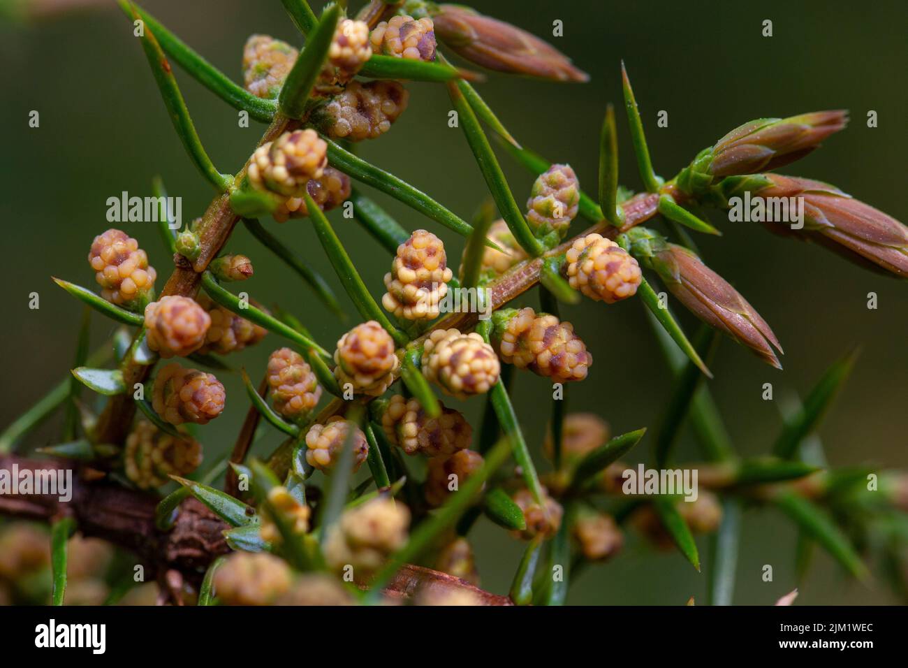 Male flowers of Juniperus communis Stock Photo