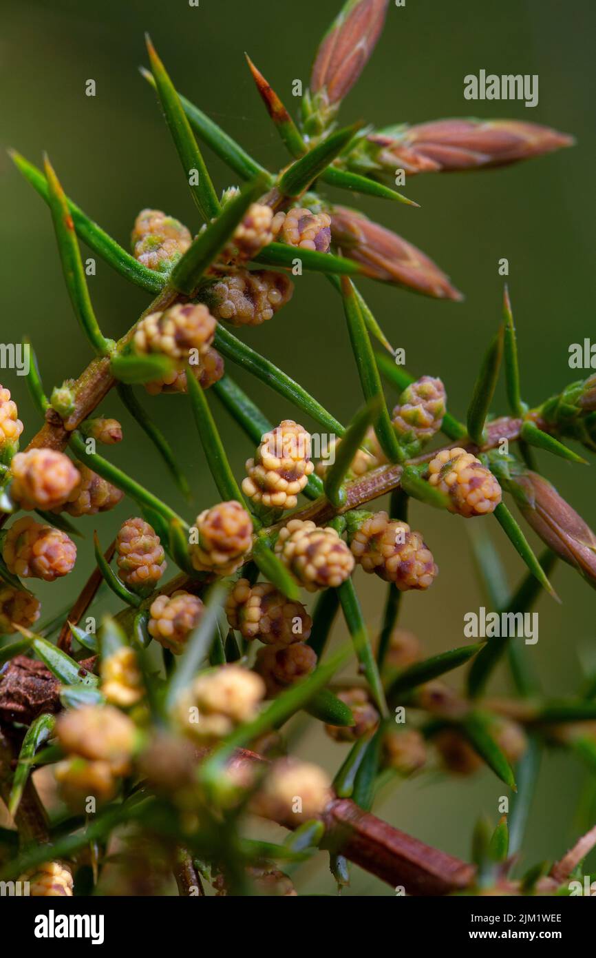 Male flowers of Juniperus communis Stock Photo