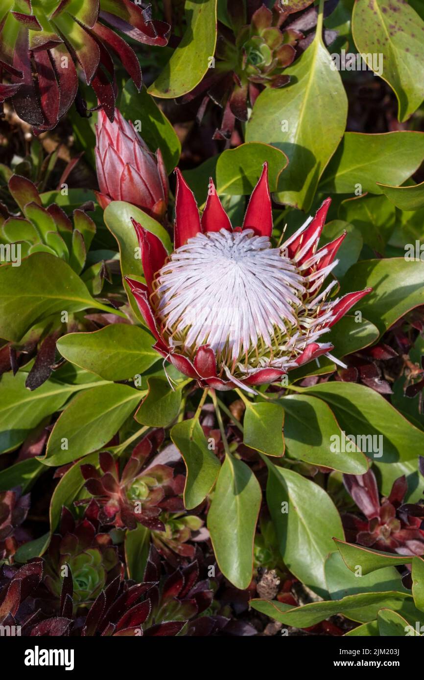 Protea magnifica growing in a garden in Cornwall in the UK. Stock Photo