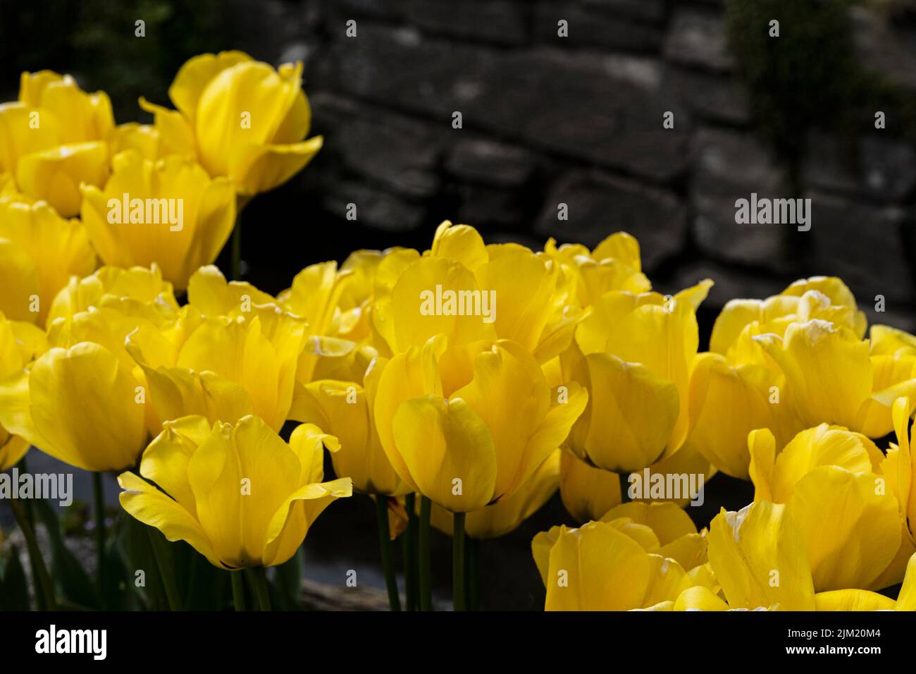 Yellow tulips growing in Spring in Newquay in Cornwall in the UK. Stock Photo