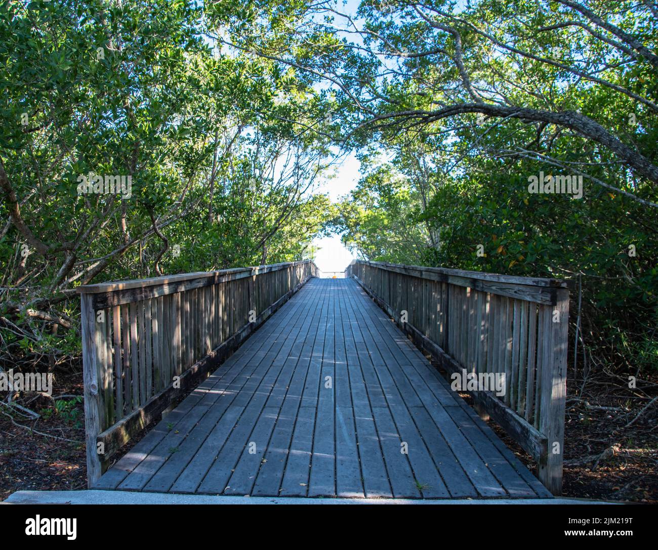 Wooden walkway bridge leading to the River with a canopy of mangove trees bent over the path giving protective shade in the summer day. Punta Gorda, F Stock Photo