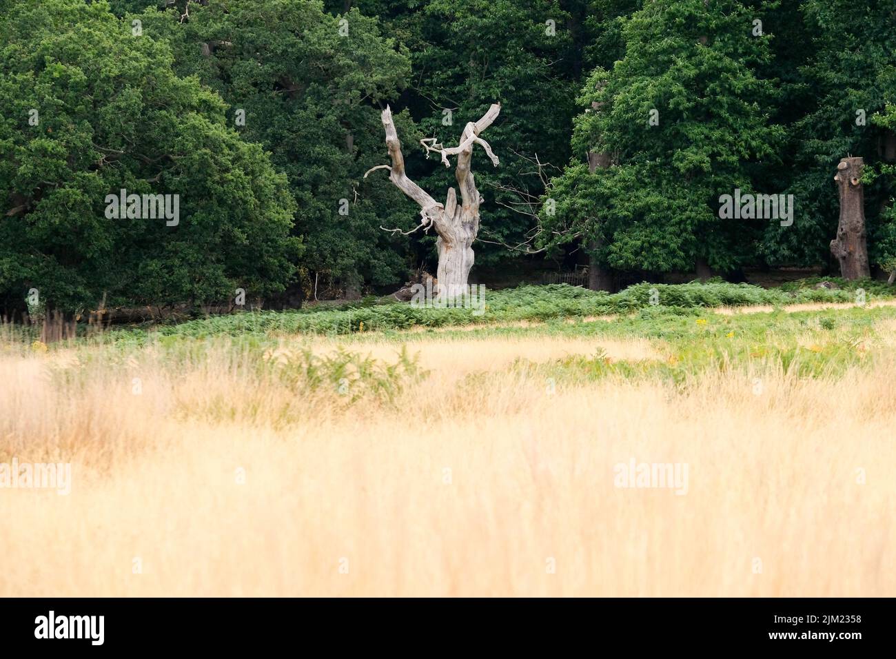 Richmond Park, London, UK. 4th Aug 2022. UK Weather: drought warnings. Dry scenes Richmond Park, London. Credit: Matthew Chattle/Alamy Live News Stock Photo
