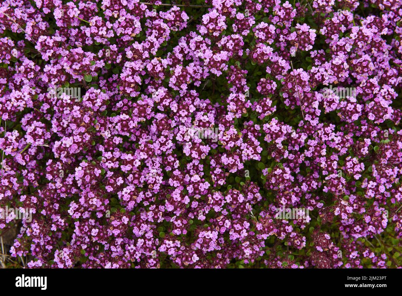 View at beatiful purple wildflower on Iceland Stock Photo