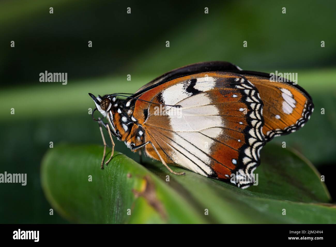 Danaid eggfly - Hypolimnas misippus, beautiful colored butterfly from African gardens and meadows, Ethiopia. Stock Photo